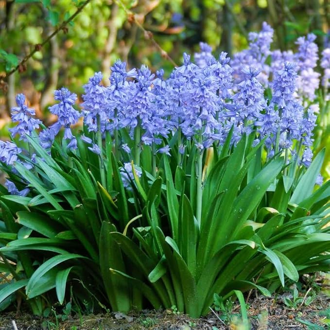 Votaniki Scilla Hyacinthoides Campanulata Blue - Vibrant Bluebell Flowers for Spring, Hardy Perennial Flower Wood Hyacinths (Spanish Bluebells) Bulbs for Planting | Easy to Grow (6 Pack)