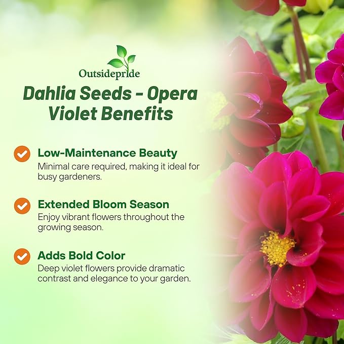 Outsidepride Opera Violet Dahlia Seeds for Planting - 200 Pcs Annual, Easy to Grow, Season-Long Flower Seeds with Colorful Blooms for Containers, Pots, Borders, & Gardens, Suitable as Cut Flower
