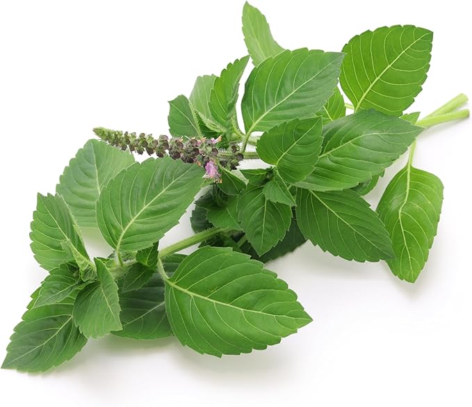 TKE Farms & Gardens - Thai Basil Seeds for Planting, 500+ Non-GMO Heirloom Seeds, Easy-to-Grow Herb, Indoor & Outdoor Gardening, Perfect for Home Chefs and Asian Cuisine, Instructions Included