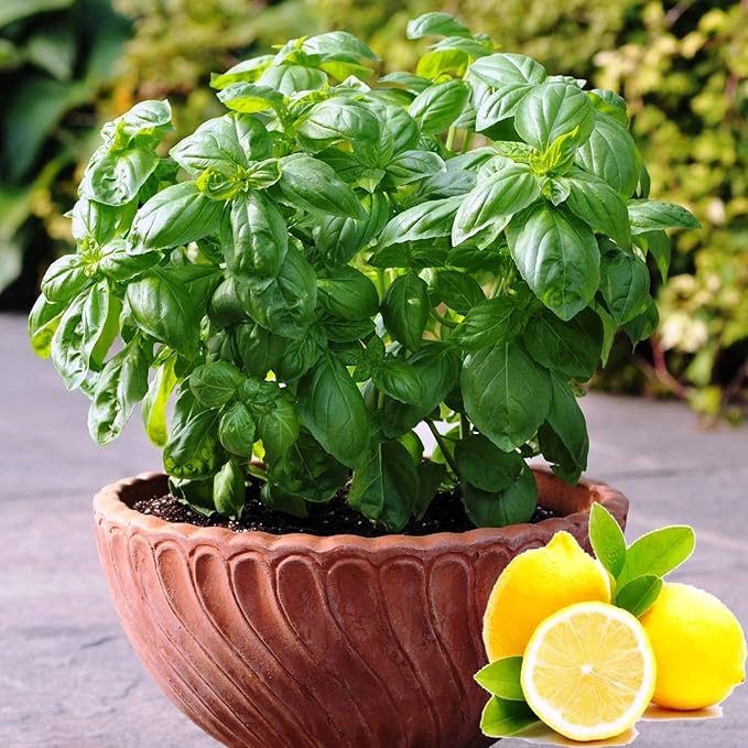 Seeds Lemon Basil Herb Non GMO Heirloom for Planting