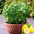 Seeds Lemon Basil Herb Non GMO Heirloom for Planting