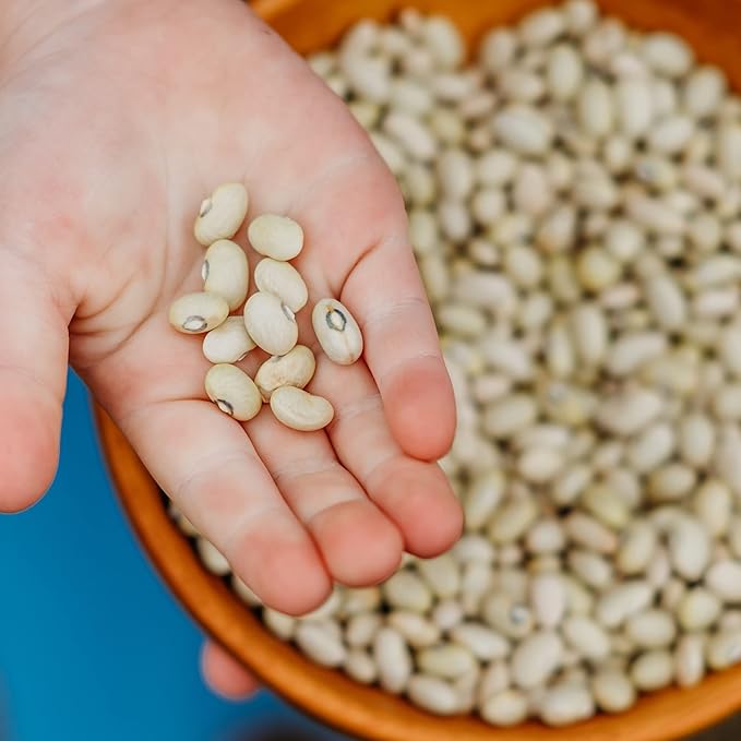 Hutterite Soup Bean - 50 Seeds - Heirloom & Open-Pollinated Variety, USA-Grown, Non-GMO Vegetable/Dry Bean Seeds for Planting Outdoors in The Home Garden, Thresh Seed Company