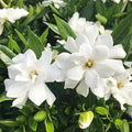 Gardenia Flower Seeds Gift Pack – 199pcs Aromatic & Evergreen Seeds – Blooming White Flowers – Ideal Gardening Gift for Moms & Nature Lovers