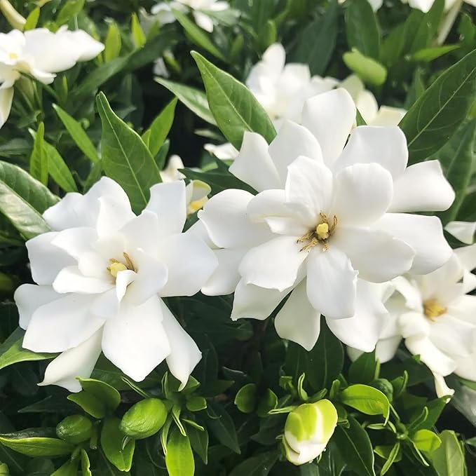 Gardenia Flower Seeds Gift Pack – 199pcs Aromatic & Evergreen Seeds – Blooming White Flowers – Ideal Gardening Gift for Moms & Nature Lovers