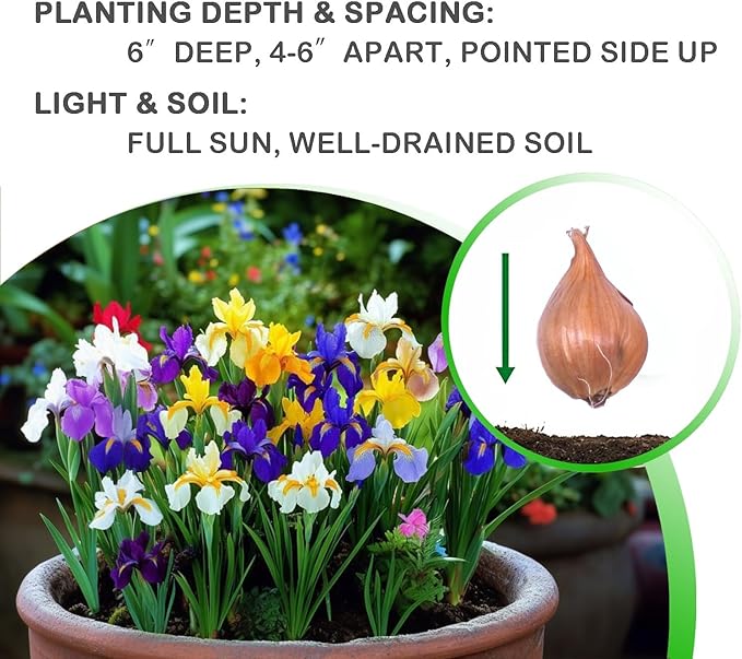 Colorful Mixed Dutch Iris Flowers - 60 Bulbs - Beautiful, Bright, Blue, Purple, Yellow, White Flowers - Spring Blooming Perennials Perfect for Gardens - Attracts Butterflies & Bees – Zones 3–8