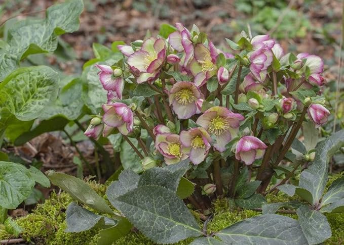 Perennial Farm Helleborus Frostkiss Cherisa® – Live Lenten Rose in #1 Container, Rose-Pink Blooms with Marbled Evergreen Foliage, Early Spring Color, Shade Loving, Deer Resistant, Great for Gardens