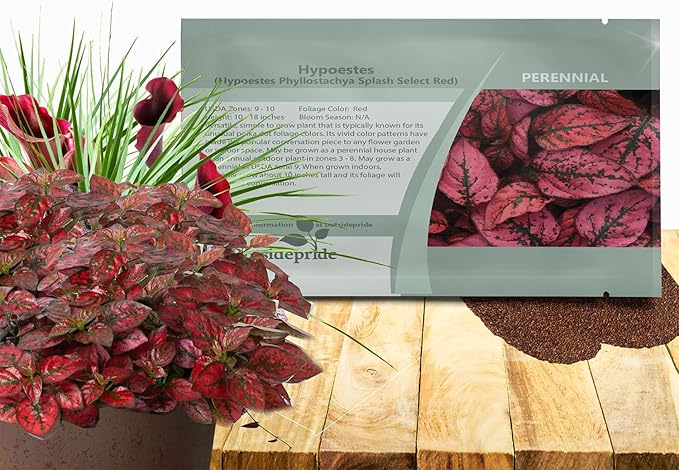 Outsidepride Splash Select Red Hypoestes Seed for Planting - 100 Pcs Perennial Polka Dot Plant Seeds w/Variegated Foliage for Containers, Hanging Baskets, Small Gardens, Both Indoors & Outdoors