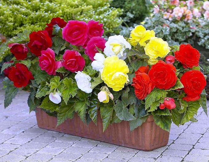 Seeds Large Leaf Wax Begonia Mix Annual Beautiful Flowers