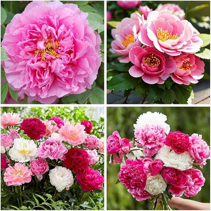 Peony Seeds for Garden Planting, 99 Pieces, Mixed Colors, Perennial Flowers with Ruffled Blooms