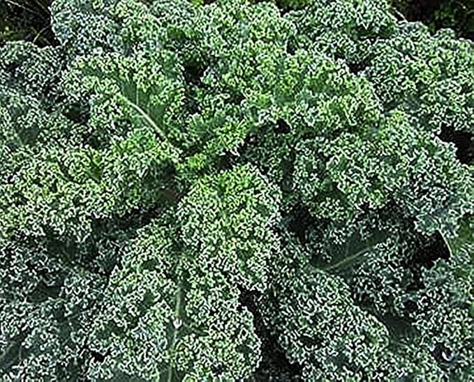 Blue Curled Scotch Kale Seeds - Heirloom