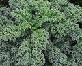 Blue Curled Scotch Kale Seeds - Heirloom