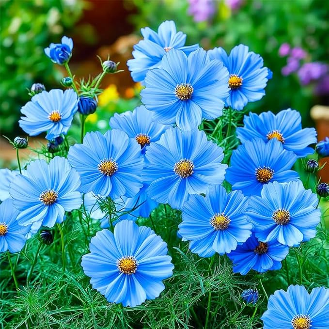 330+ Perennial Mixed Cosmos Seeds for Planting-Non-GMO Heirloom Plant Seeds Garden Outdoor