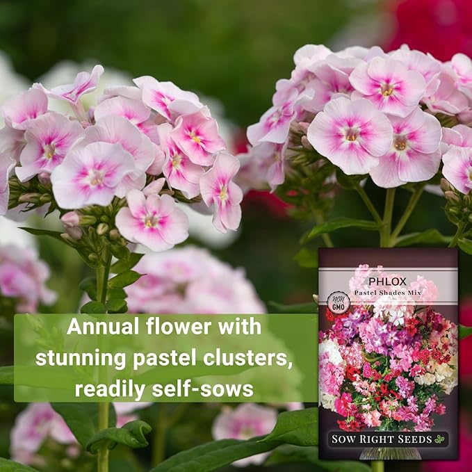 Sow Right Seeds - Pastel Shades Mixed Phlox Seeds for Planting - Beautiful Flowers to Plant in Your Home Pollinator Garden - Non-GMO Heirloom Seeds - Creeping Perennial with Pretty Flower Clusters (2)