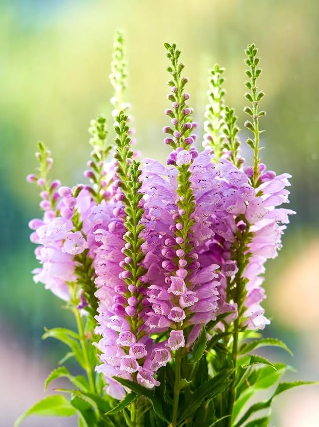 50+ Obedient Plant False Dragonhead Seeds Flowers Garden Plant