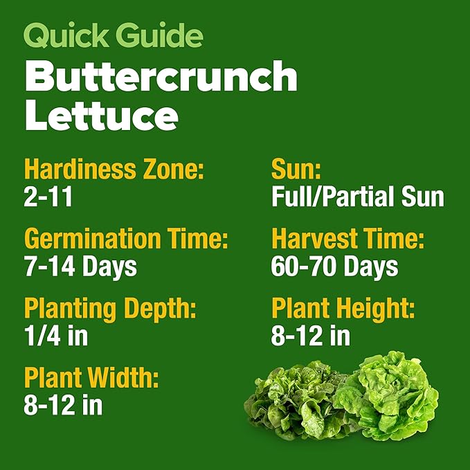 HOME GROWN Non GMO Buttercrunch Lettuce Seeds Bulk Pack - 1975 Heirloom Seeds for Hydroponic Garden Indoor Outdoor - Butter Lettuce Vegetable for Planting (Lactuca Sativa)