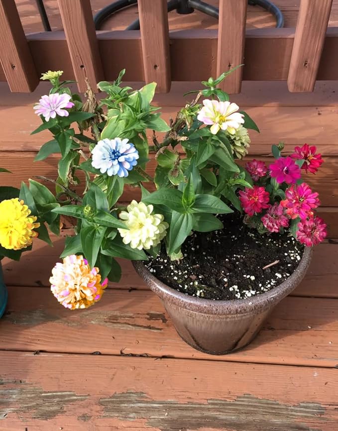 5G Mixed Zinnia Flower Seed Plant