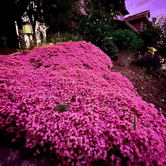 20000+ Magic Pink Creeping Thyme Seeds for Planting Ground Cover Plants Heirloom Flowers Perennial Thyme Non-GMO Thymus Serpyllum Seed
