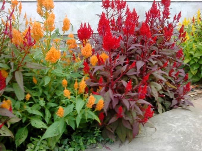 RAISE ME UP: Seeds Plumed Cockscomb Mix (Crested, West Indian, Toreador) Celosia Annual Flowers