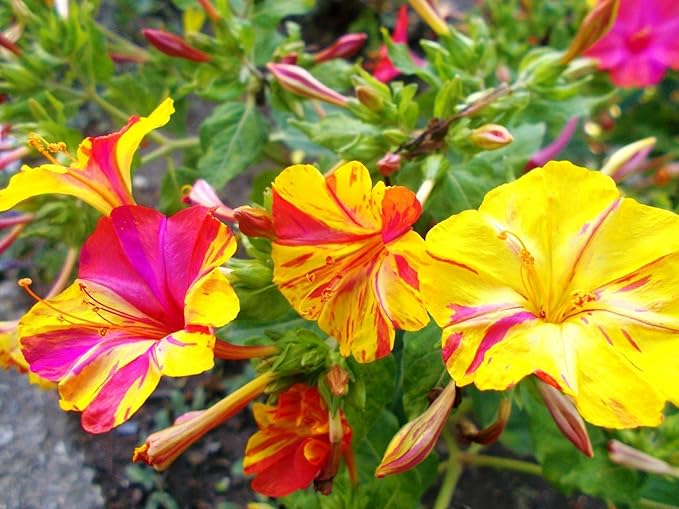 Seeds Four O'clock Mix Mirabilis - Annual Flowers for Planting