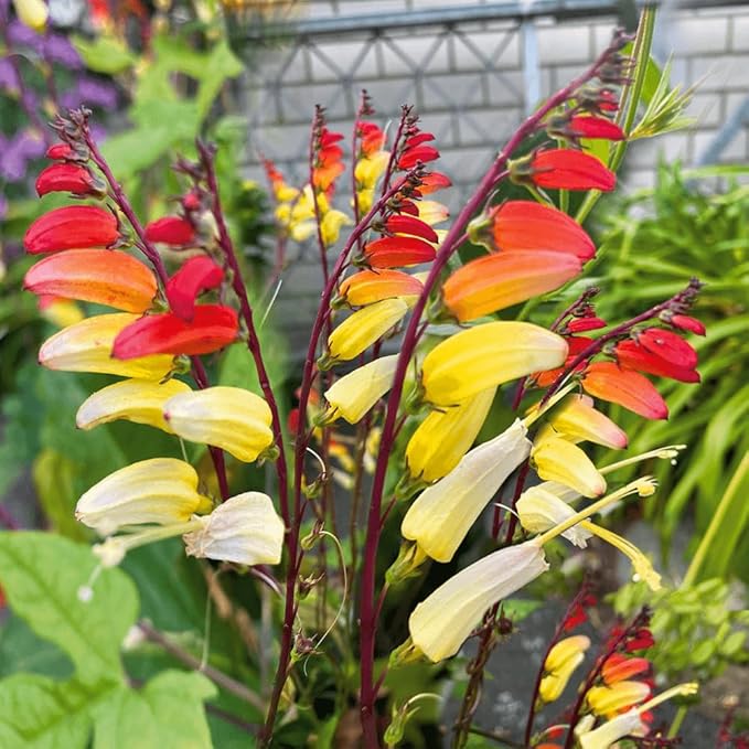 SeedsUP - 50+ Seeds Firecracker Vine Mina Lobata Quamoclit - Flower Multicolor