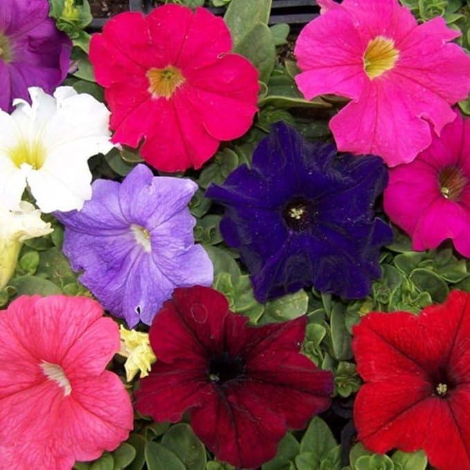 Petunia Unicum F1 Mix Seeds – Annual Hybrid Flower | Compact Grandiflora with Large, Vibrant Blooms for Beds & Containers