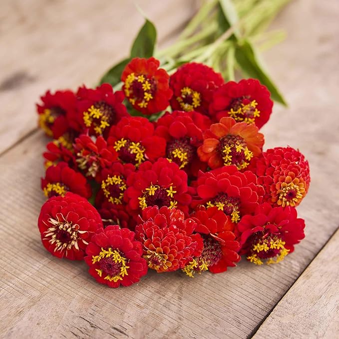 Eden Brothers Zinnia Seeds - Lilliput Redman, Non-GMO Seeds for Planting, 1 oz | Low-Maintenance Flower Seeds, Plant During Spring, Zones 3, 4, 5, 6, 7, 8, 9, 10