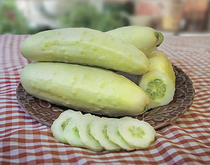 40+ Seeds Cucumber Angel - Vegetable White
