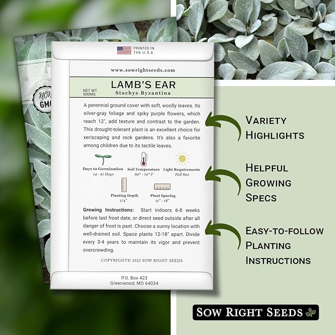 Sow Right Seeds - Lambs Ear Seeds for Planting - Non-GMO Heirloom Packet with Instructions to Grow an Outdoor Flower Garden - Wooly Silver Leaves, Perennial Foliage - Stachys for Rock Gardens (4)