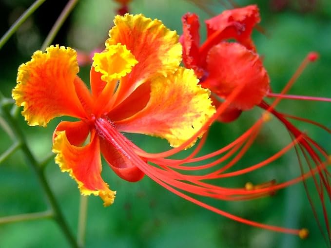 Red Bird of Paradise Flower Seeds for Planting - 10 Seeds - Caesalpinia pulcherrima - Peacock Flower