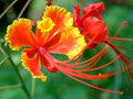 Red Bird of Paradise Flower Seeds for Planting - 10 Seeds - Caesalpinia pulcherrima - Peacock Flower