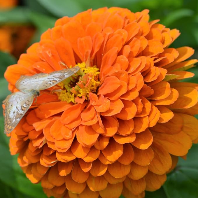 Seed Needs Zinnia Seeds for Planting Orange King Zinnias - Heirloom & Open Pollinated Wildflower Seed to Plant a Butterfly Garden - Great for Cut Flowers (1 Pack)
