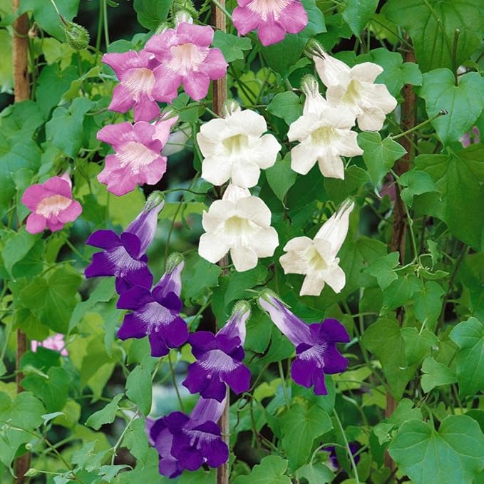 Outsidepride Mix Asarina Climbing Snapdragon Seeds - 100 Pcs Perennial Flower Seeds for Planting, Easy to Grow Climbing Vines w/Attractive Flowers for Containers, Trellises, & Ground Cover
