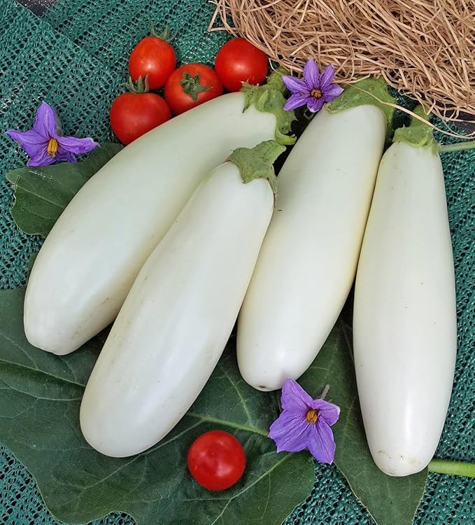 Seeds White Eggplant - Heirloom Vegetable - GMO Free