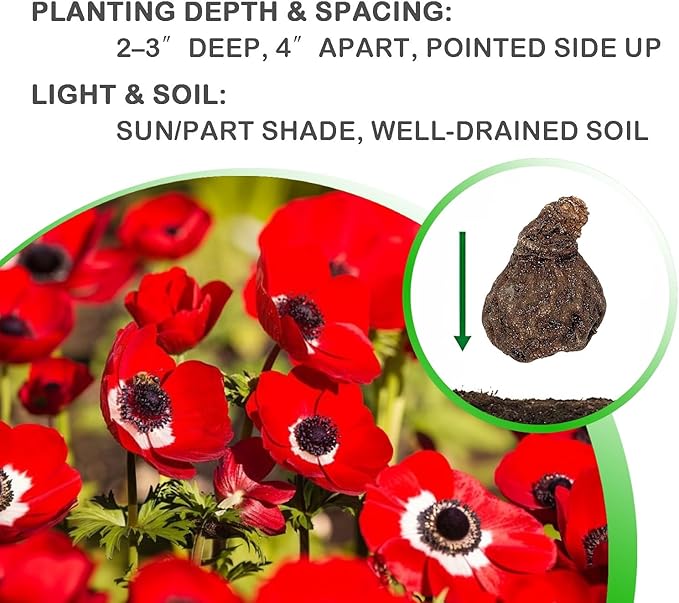 Lieutenant Anemone Flowers – 30 Bulbs | Vibrant Pink, Red, Blue, Purple & White Spring Blooms | Ideal for Cut Flowers, Garden Beds & Containers – Pollinator Friendly | Zones 3–10