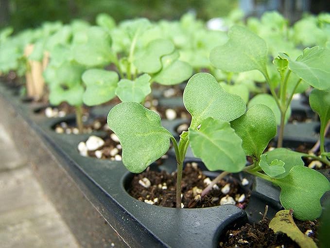 Food to Live Organic Broccoli Seeds for Sprouting, 4 Ounces – Non-GMO, Vegan, Kosher, Sirtfood, Bulk. Rich in Sulforaphane, Vitamin C. Grow Sprouts, Microgreens for Salads, and Sandwiches