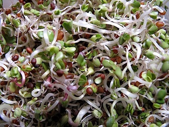 The Salad Bar Mix Seeds for Sprouting microgreens, 8 Ounce "COOL BEANS n SPROUTS" Brand,Broccoli, Alfalfa, Radish, Kale, Mustard, Arugula, Cress, Mung Bean, Garbanzo Bean