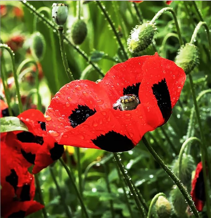 Lady Bird Poppy Seeds - Tall Poppy with Black Markings - 1000 Seeds. Also Called Ladybug Poppies