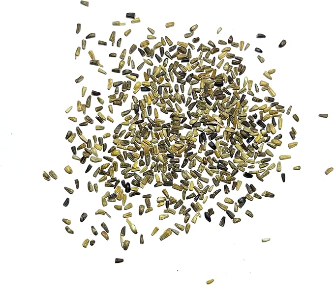 Seed Needs Chicory Seeds for Planting Cichorium intybus - Heirloom & Open Pollinated Wildflowers to Grow a Butterfly Garden that Attracts Butterflies, Bees & Other Pollinators (5 Packs)