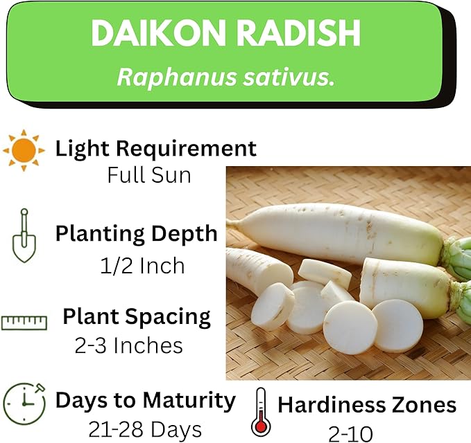 Japanese Daikon Radish Seeds for Planting - 100 Heirloom Non GMO Seeds - Full Planting Instructions to Plant & Grow a Home Vegetable Garden - Great Gardening Gift, 3 Packets