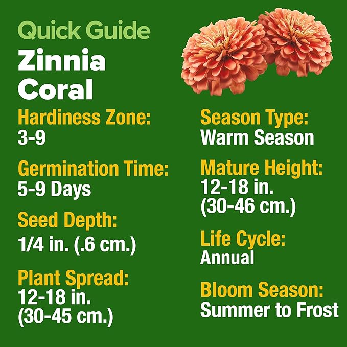 HOME GROWN Coral Zinnia Seeds (1g) – 600 Zinnia elegans Annual Flower Seeds for Planting Outdoors – Heat Tolerant Easy Summer Flowers to Plant – Herb Seed Companion for Pollinator Garden Beds for 2026