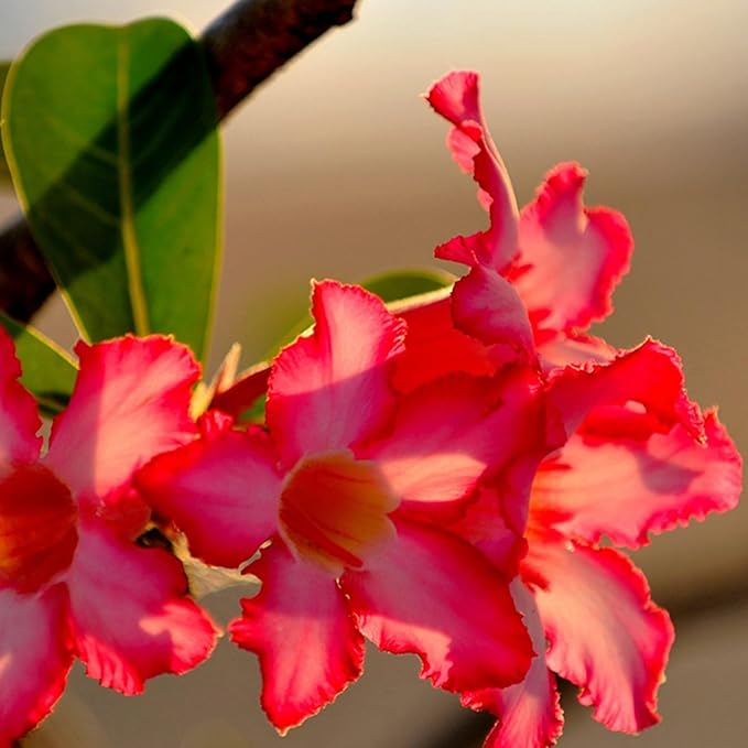 Mixrug 5pcs Colorful Desert Rose Seeds for Planting, Rare Beauty Desert Rose Flower Seeds, Heirloom Non-GMO Home Garden Pretty Rosa Flowers Plants in Outdoors
