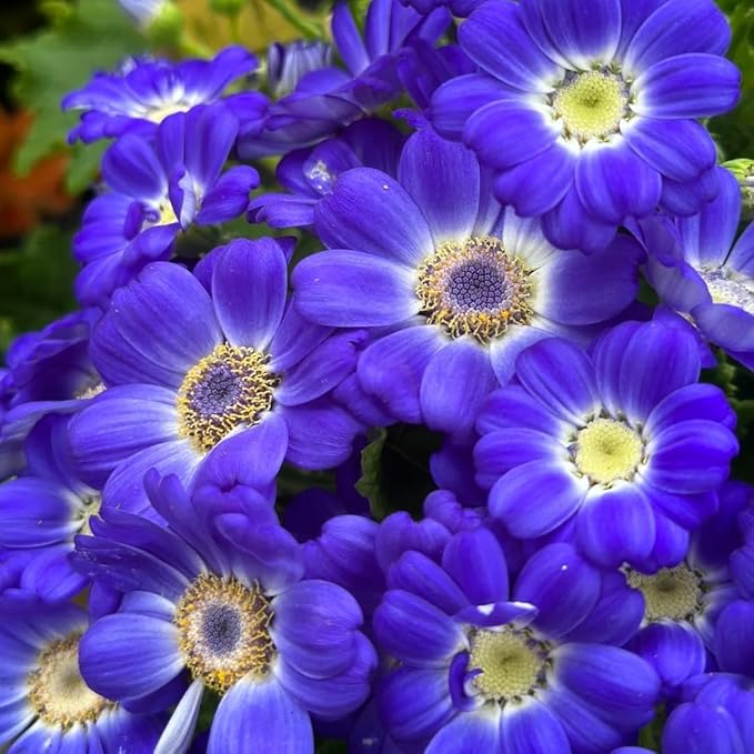 1000 Pieces Cineraria Flower Seeds,Winter to Spring Blooming, 10-20 Days Germination, Indoor Pots and Shade Gardens