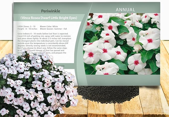 Outsidepride Bright Eyes Periwinkle Seeds for Planting – 4000 Pcs Annual, Fast-Blooming, Heat & Drought Tolerant Vinca Flower Seeds with Vibrant Colors Ideal for Gardens, Beds, Borders & Containers