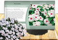 Outsidepride Bright Eyes Periwinkle Seeds for Planting – 4000 Pcs Annual, Fast-Blooming, Heat & Drought Tolerant Vinca Flower Seeds with Vibrant Colors Ideal for Gardens, Beds, Borders & Containers