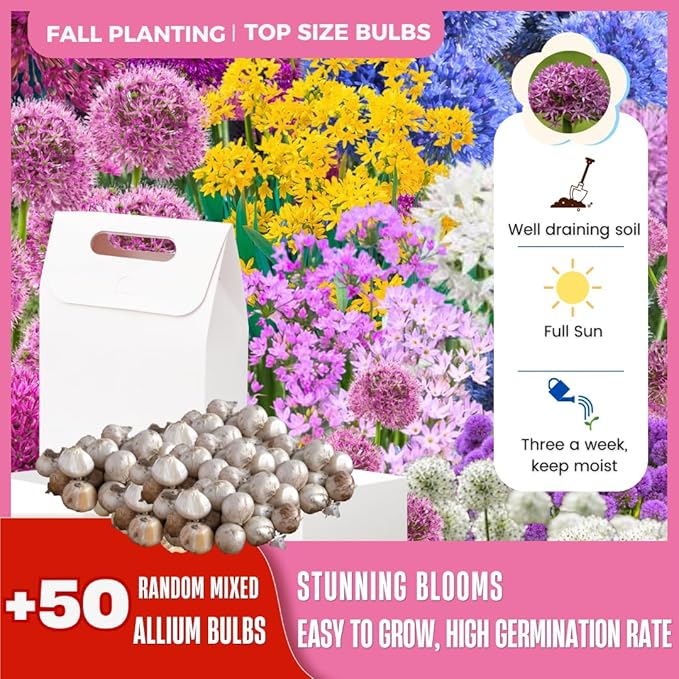 100 Mix Allium Bulbs, Allium Bulbs for Fall Planting, Spring Blooms, Colorful Ornamental Flowering Onion Alliums Bulb, Perennial Flower Bulb for Outdoors Garden, Container