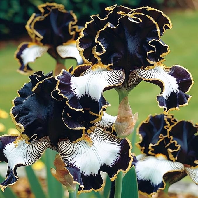 200+Mixed Rare Iris Flower Seeds to Plant Outdoor- Perennial Beautiful Blooms for Your Garden Home