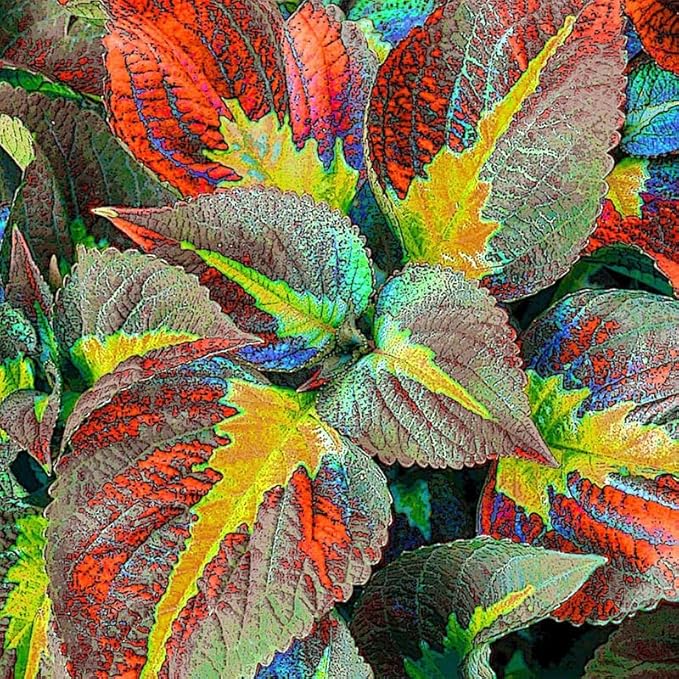 180+ Coleus Seeds - Mixed Heirloom Non-GMO Rainbow Coleus Seeds for Outdoor Gardens & Indoor Pots-Pollinator-Attracting