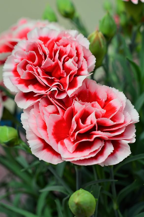 3000 Mixed Carnation Seeds – HOA Cẩm Chướng – Dianthus Caryophyllus – 99% Germination Rate – Beautiful for Yard & Garden Landscaping