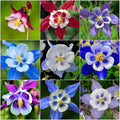 1000 Columbine Seeds (Aquilegia) – Perennial Non-GMO Flower Seeds That Attract Hummingbirds, Bees & Butterflies for Gardens, Borders, Cut Flowers & Pollinator Beds