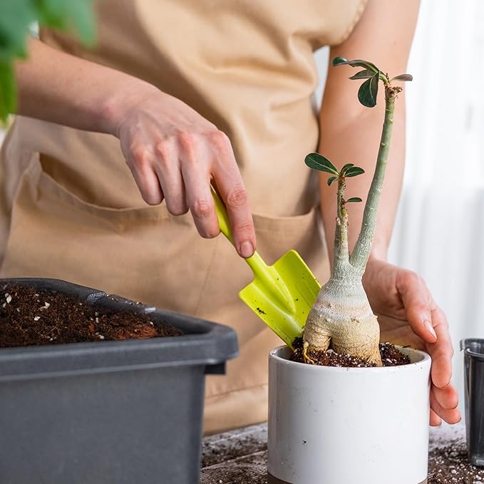 Organic Money Tree Soil Mix 2qt, Indoor Plants Potting Mix for All Potted Money Tree, Grow Healthy houseplants Indoors